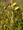 Lúgvirág (Cotula coronopifolia)
