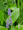 Sellővirág (Pontederia cordata)